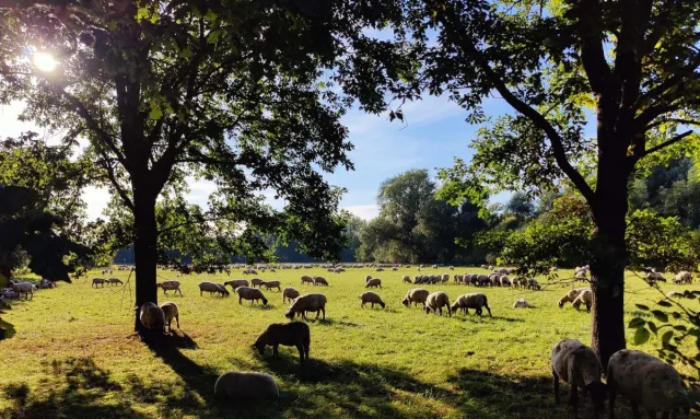 Bild: Die ideale Herbstpflege für den Bio-Garten