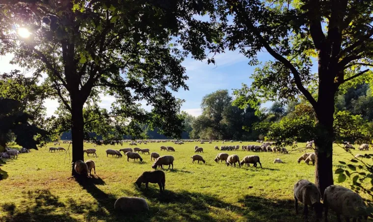 Bild: Die ideale Herbstpflege für den Bio-Garten