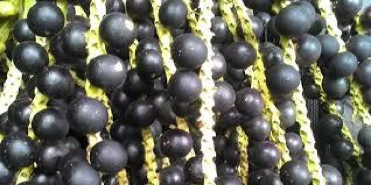 Bild: Acai - Kleine Beere mit großen Eigenschaften