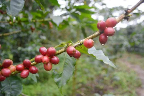 Nicaragua lanciert „Route des Kaffee“ Bild: Nicaragua lanciert „Route des Kaffee“
