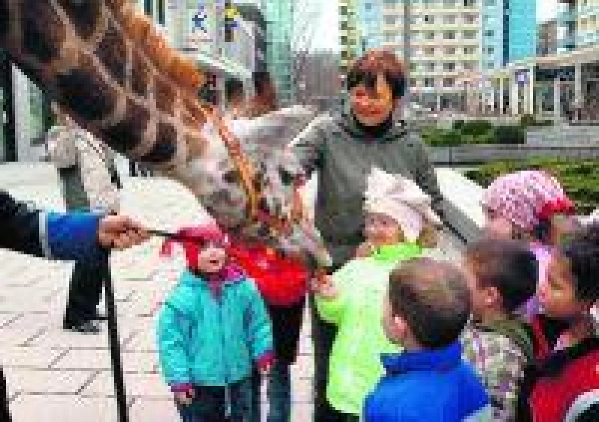 3j. Giraffe Akim, Chemnitzer Morgenpost 29.03.2006