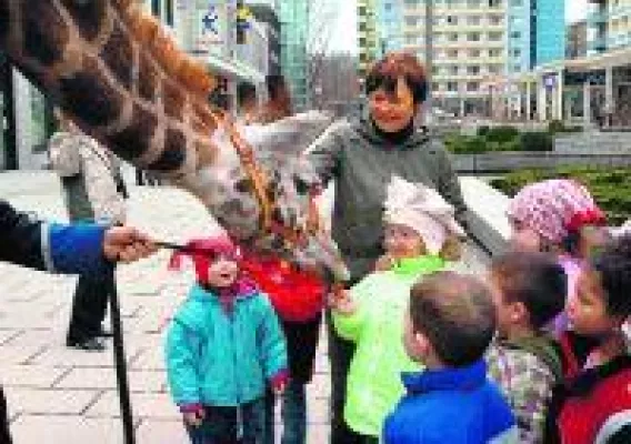 Bild: Die junge Giraffe Akim im Zirkus Berolina spurlos verschwunden