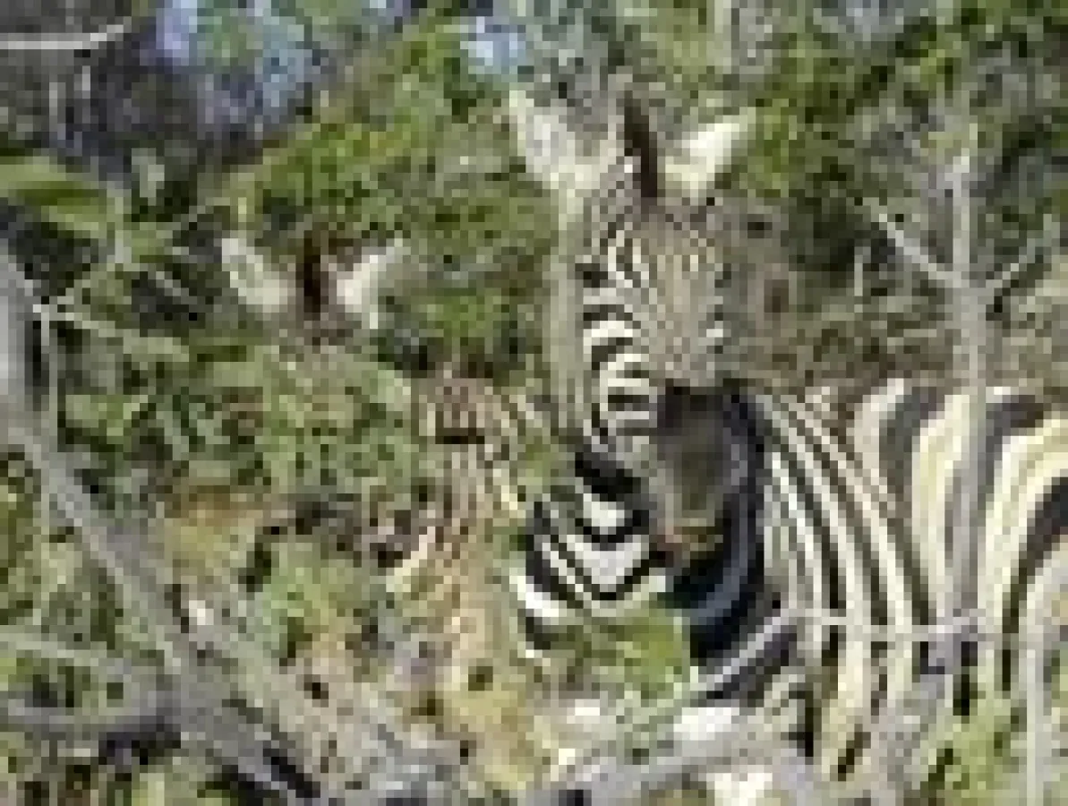 bfs / TerraVista-Erlebnisreisen