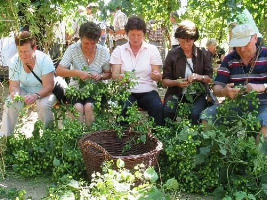 Bild: Hopfenland Hallertau zur Hopfenzeit - Hallertauer Hopfenwochen mit buntem Programm