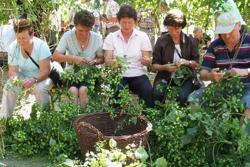 Bild: Hopfenland Hallertau zur Hopfenzeit - Hallertauer Hopfenwochen mit buntem Programm