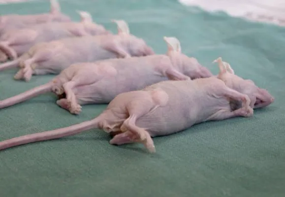 Bild: Ärzte gegen Tierversuche stellen Strafanzeige gegen DKFZ - Illegale Tierversuche in Heidelberg