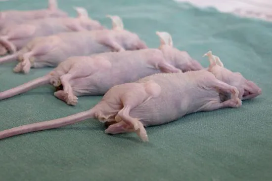 Bild: Ärzte gegen Tierversuche stellen Strafanzeige gegen DKFZ - Illegale Tierversuche in Heidelberg