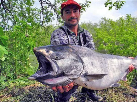 Kamtschatkareisen 2011 – Königslachs war der Rekord der Saison Bild: Kamtschatkareisen 2011 – Königslachs war der Rekord der Saison