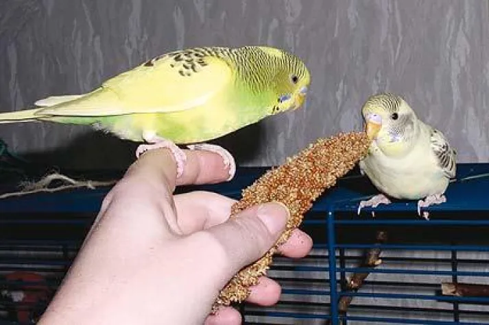 Bild: Wellensittiche – der Trend geht zur Schwarmhaltung
