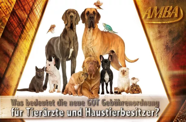 Bild: Steigende Preise beim Tierarzt: Was hilft? Die Suche nach der besten Hundekrankenversicherung