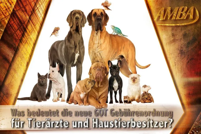 Bild: Steigende Preise beim Tierarzt: Was hilft? Die Suche nach der besten Hundekrankenversicherung