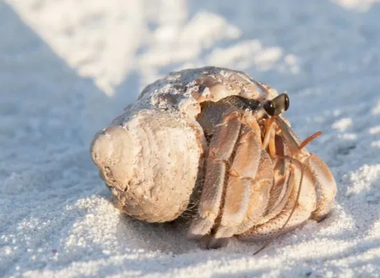 Bild: Malediven, Anantara – ein Familienurlaub im Paradies: Ankommen, wohlfühlen, ausruhen und genießen