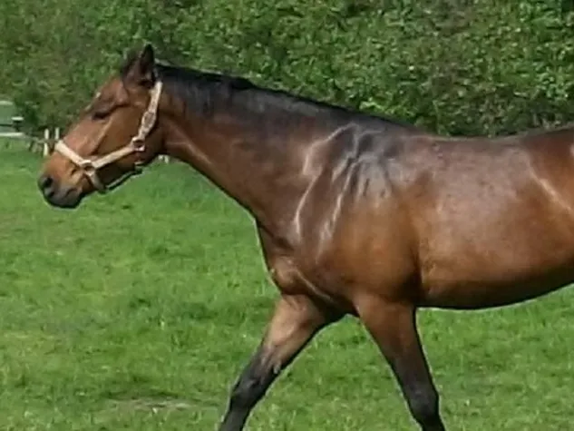 Bild: Tiergestützte Sozialarbeit jetzt in Datteln