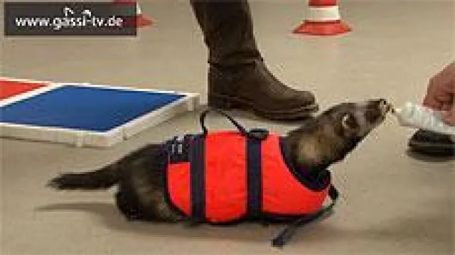 Bild: Die Frettchen sind los