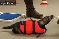 Die Frettchen sind los Bild: Die Frettchen sind los