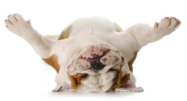 Bild: Ein Herz für Tiere: Wie Sie Tierheime nachhaltig unterstützen können