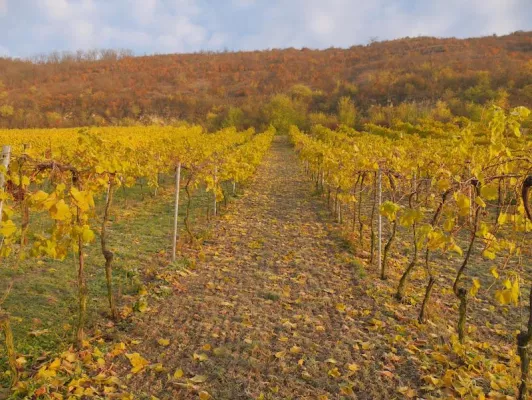 Bild: Schlechteste Weinernte in Europa seit über 50 Jahren: EU fördert neue Lösungsansätze in Saale-Unstrut