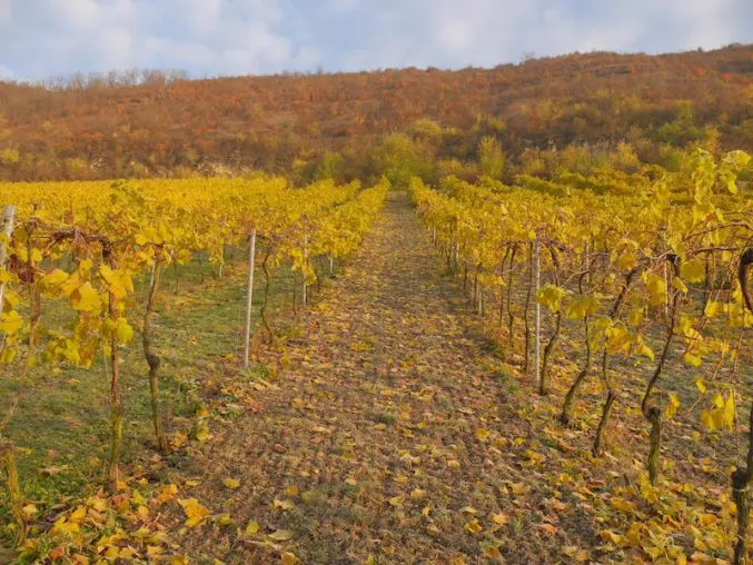 Bild: Schlechteste Weinernte in Europa seit über 50 Jahren: EU fördert neue Lösungsansätze in Saale-Unstrut