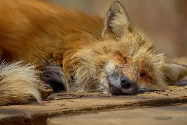 Keine Stellungnahme zur Fuchsjagd - Landtag NRW ignoriert Tierschutzpartei Bild: Keine Stellungnahme zur Fuchsjagd - Landtag NRW ignoriert Tierschutzpartei