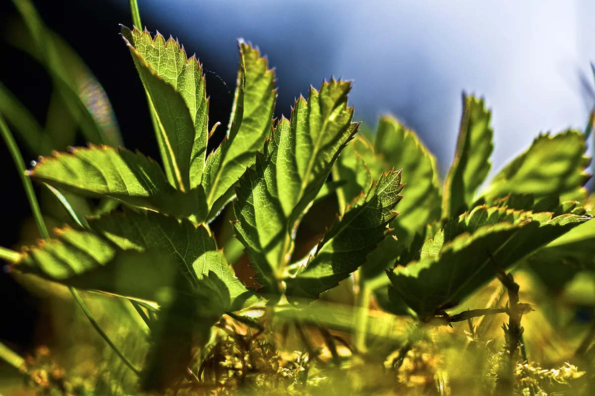 Frühlingswildkraut: Giersch (© Renate Blaes)