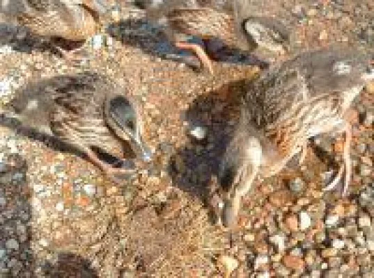 Neuer Online-Shop mit Phantasiereisen und Meditationen für Kinder und Jugendliche Bild: Neuer Online-Shop mit Phantasiereisen und Meditationen für Kinder und Jugendliche