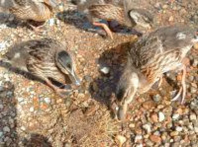 Bild: Neuer Online-Shop mit Phantasiereisen und Meditationen für Kinder und Jugendliche