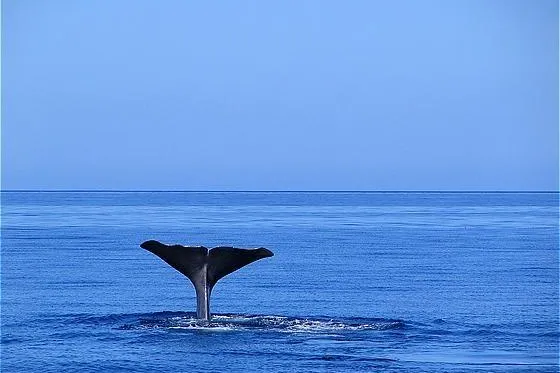 Wal-Boot-Regatten vor den Azoren - Einzigartige Segelevents mitten im Atlantik Bild: Wal-Boot-Regatten vor den Azoren - Einzigartige Segelevents mitten im Atlantik