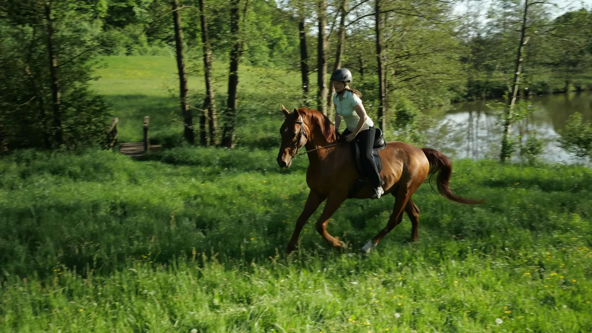 Endlich wieder galoppieren! (© Birgit Heigel)