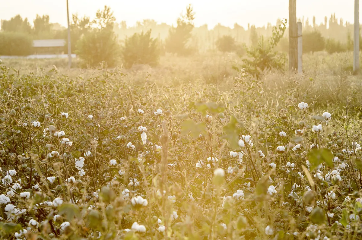 Rohstoff Bio-Baumwolle