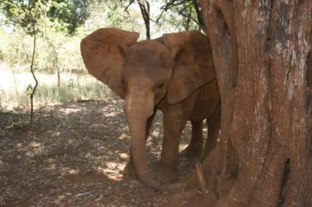 BUCHUMA aus Kenia, der Patenelefant von BÜROTEX GMBH SYSTEMHAUS