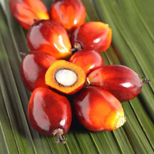 Palmöl ist alternativlos Bild: Palmöl ist alternativlos