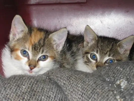 Bild: Katzenelend – Wild lebende Hauskatzen werden in Geldern und Umgebung kastriert