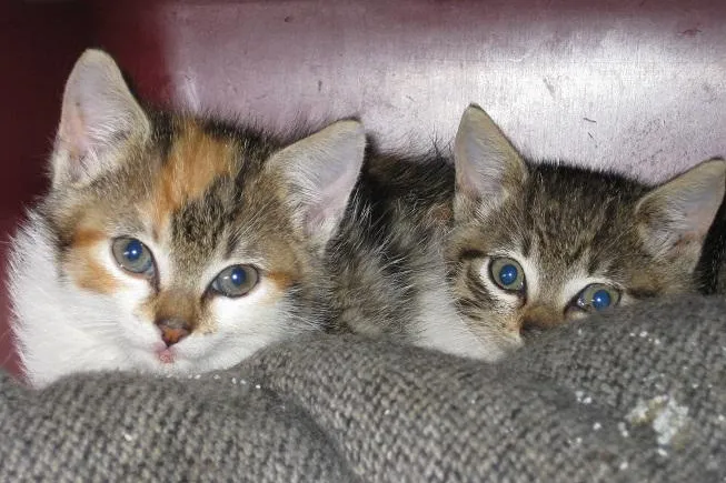 Bild: Katzenelend – Wild lebende Hauskatzen werden in Geldern und Umgebung kastriert