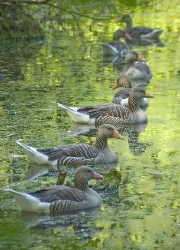 Bild: Zwischen Kloster und Teichen: 4-stündiger Fotospaziergang im Naturschutzgebiet Riddagshausen bei Braunschweig