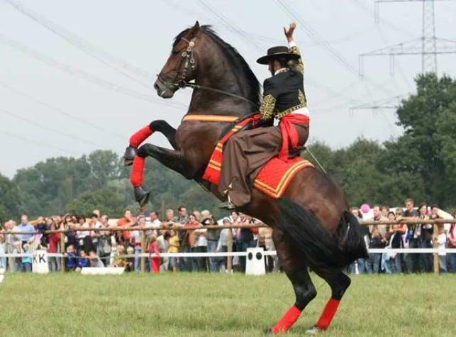 Bild: Bundespferdefestival in Bad Hersfeld