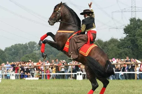 Bild: Bundespferdefestival in Bad Hersfeld