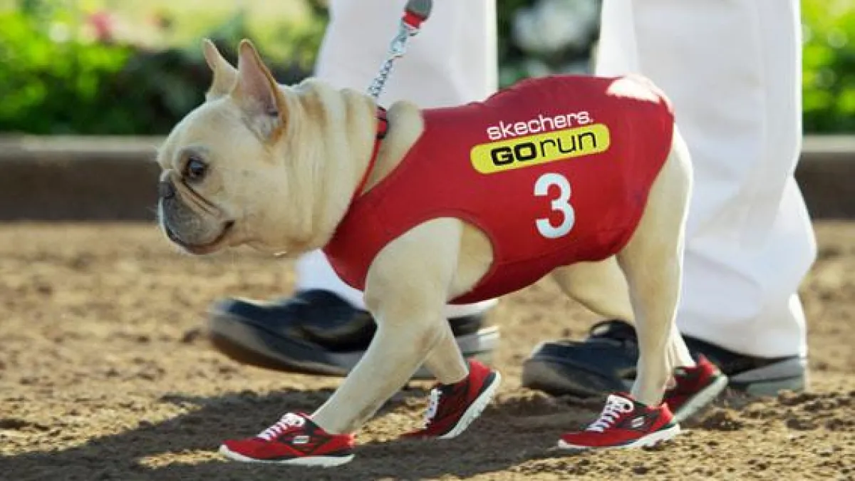 Neuer Werbestar: Mr. Quiggly in SKECHERS Gorun