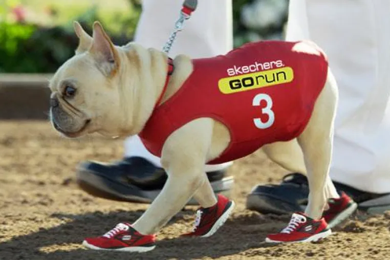 Neuer SUPERBOWL TV –Spot: Mr. Quiggly, Mark Cuban und SKECHERS GOrun Bild: Neuer SUPERBOWL TV –Spot: Mr. Quiggly, Mark Cuban und SKECHERS GOrun