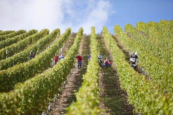 Klimawandel und Weinbau: Zerreißprobe für den Jahrgang 2017 Bild: Klimawandel und Weinbau: Zerreißprobe für den Jahrgang 2017