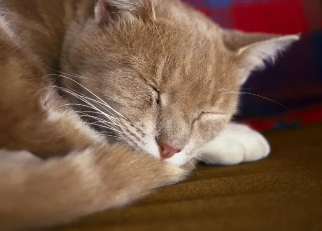 Gesunde und stabile Einheit von Mensch und Tier Bild: Gesunde und stabile Einheit von Mensch und Tier