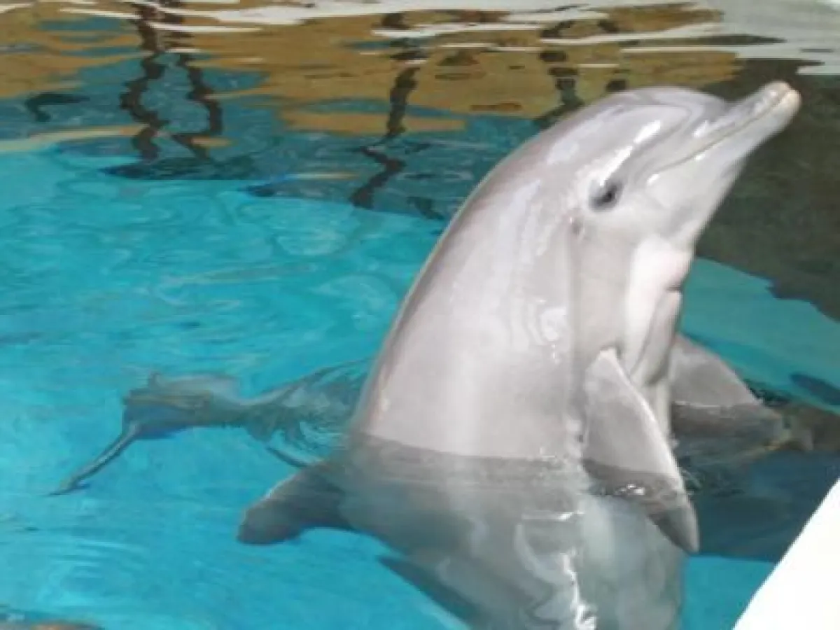 Zündstoff Delfine in Gefangenschaft (WDSF-Foto)