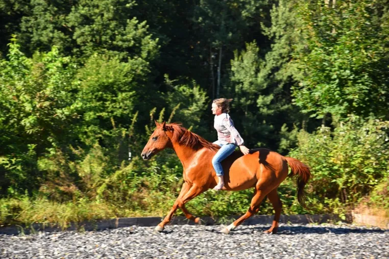 Bild: Reitercoaching - Das Vorwärts und der Blick der Reiters