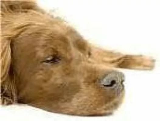 Bild: Erster Hundekrankenversicherung- bzw. Hunde-OP-Versicherungs-Vergleichsrechner im Internet