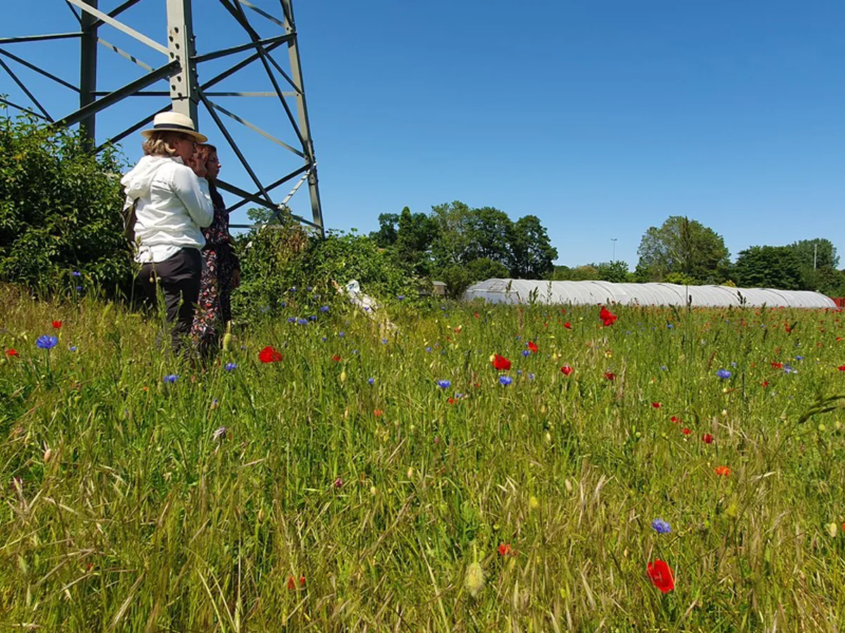 Besuch der Wildblumenwiese in Flehe, Düsseldorf (© @r211-agentur.de)