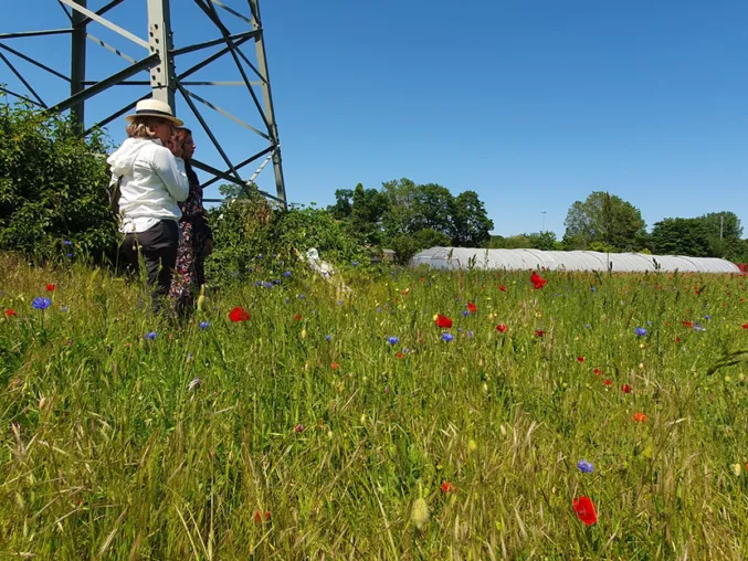 Bild: Agentur R211 spendet für 4.000 qm Wildblumenwiese in Düsseldorf Flehe