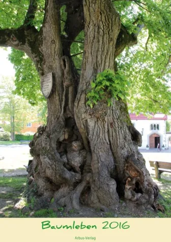 Bild: Baumkalender 2016
