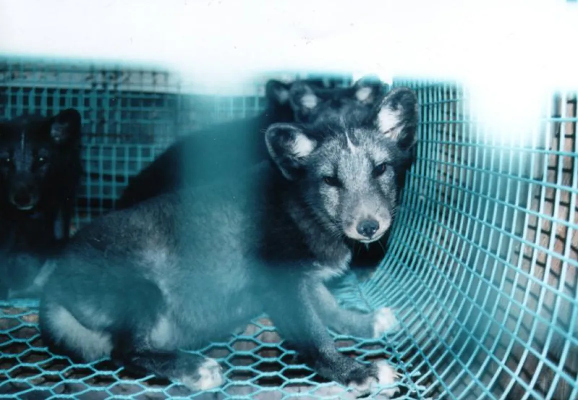 Blaufüchse auf einer deutschen Pelztierfarm