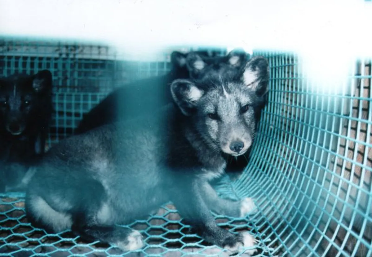 Blaufüchse auf einer deutschen Pelztierfarm