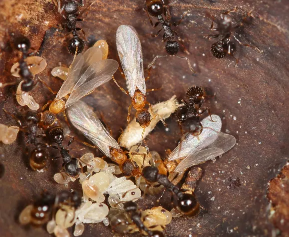 Einzigartige Ameisenart entdeckt Bild: Einzigartige Ameisenart entdeckt