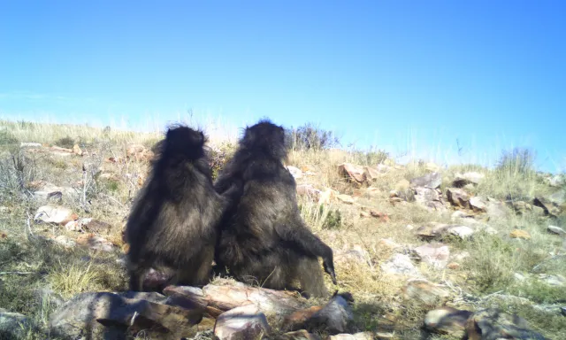 Bild: Wildtierforschung: KI aus Darmstadt hilft beim Schutz bedrohter Tierarten
